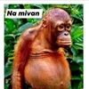 zsoooo3