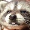 raccoon_lover_tez