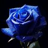mariyalslam824