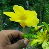 mdsazib212