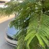 hamodeh182