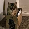 kincat420