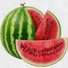 watermelon_101_