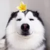tuananhxz222