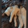 catmom_247