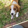 buddle_bear