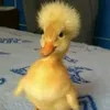 cuongcmd0