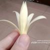 lilisetiawati387