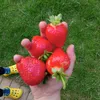 strawberryfarm1reg.by