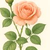 _tearose