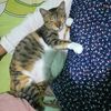 ibu_ades