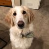 miathedoodlemutt