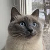 водохлёб