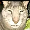 bamawp