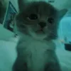 shrimp.000
