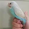 maemaeosorno