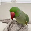 hugobebi