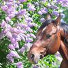 lilacs_n_horses