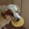 ldogwaffle