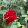 charbel_boulos68