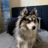 mylo_pomsky7