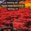 rossivuong