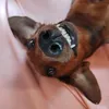 Nerón 🐾