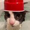 samuraicat1_