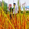 nurulkuasadua2