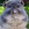 longtailedchinchalla