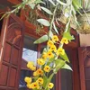 tap.hoang31