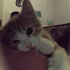 mtriisme.tiktok