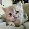 awalllll__