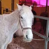 horsesmarisha777