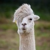 alpacalord_