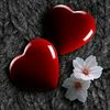 mehmet__66__