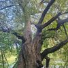 treeblue34