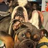 celtic_bulldogs