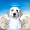 fransito_113