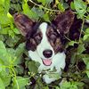 buster_tango