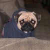 china_the_pug
