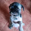 leopoldo_constantino
