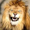 lionxgaze
