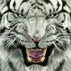 jayybornn