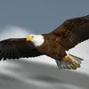 amanul063