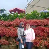 lilisindra75