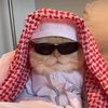 kucingdubai