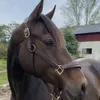 yazan.ridkonto
