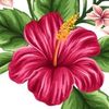 chelita787206