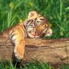 la_tigre_19